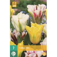 Tulp viridiflora mix 7 bollen
