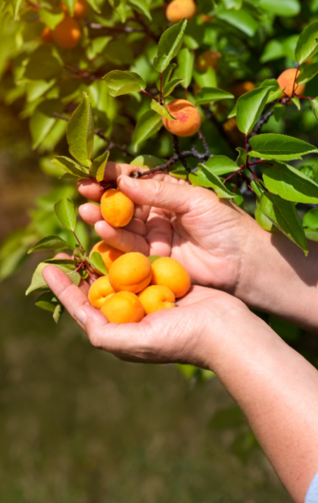 Online een fruitboom kopen? Je doet het bij deOosteindeOnline.nl!