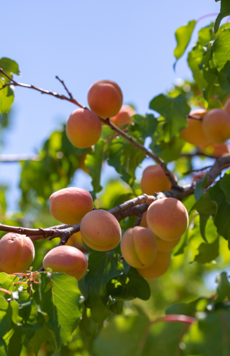 Abrikoos fruitboom kopen doe je op deOosteindeOnline.nl!