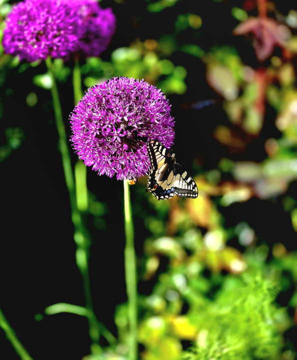 Bio allium soorten kopen | deOosteindeOnline.nl