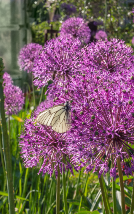 Bio allium soorten kopen | deOosteindeOnline.nl