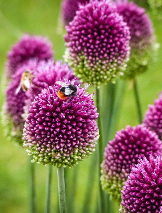 Allium | deOosteindeOnline.nl