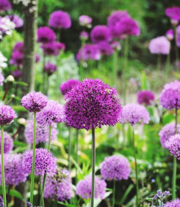 Allium soorten kopen | deOosteindeOnline.nl