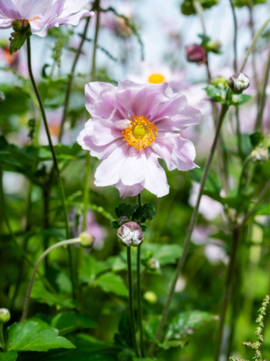 Anemone | deOosteindeOnline.nl