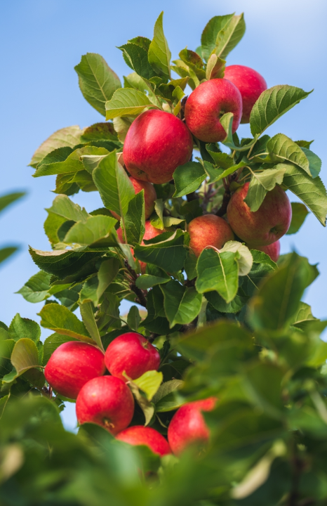 Appelboom kopen doe je op deOosteindeOnline.nl!