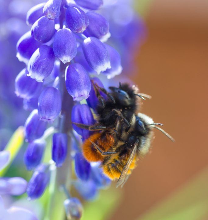 Bio krokus soorten kopen | deOosteindeOnline.nl