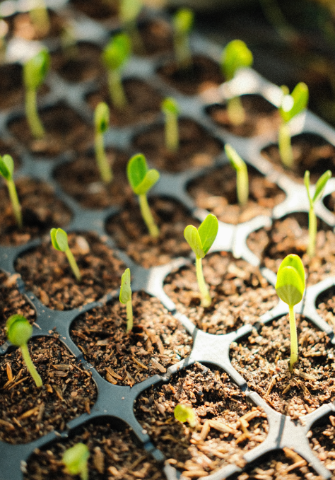 Biologische kruidenzaden voor de moestuin kopen? Je vindt ze op deOosteindeOnline.nl!