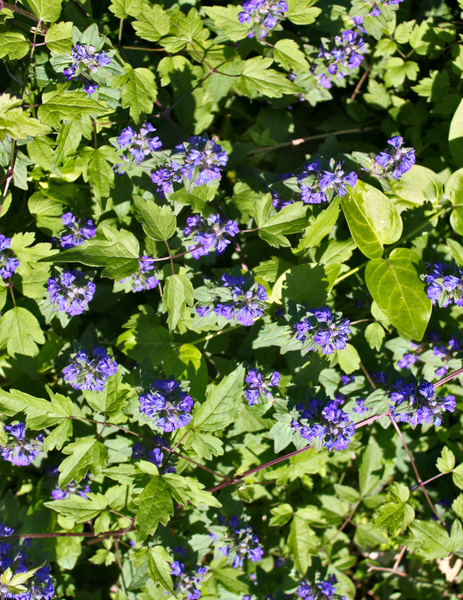 Bodembedekkende tuinplanten kopen | deOosteindeOnline.nl