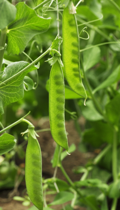 Biologische boon- en peulzaden voor de moestuin kopen? Je vindt ze op deOosteindeOnline.nl!