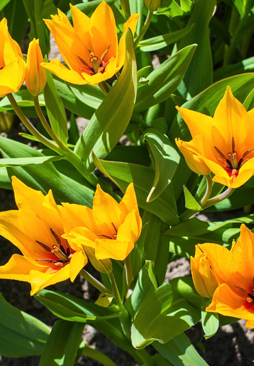 Botanische tulpen online bestellen bij deOosteindeOnline.nl Botanische tulpen online bestellen bij deOosteindeOnline.nl