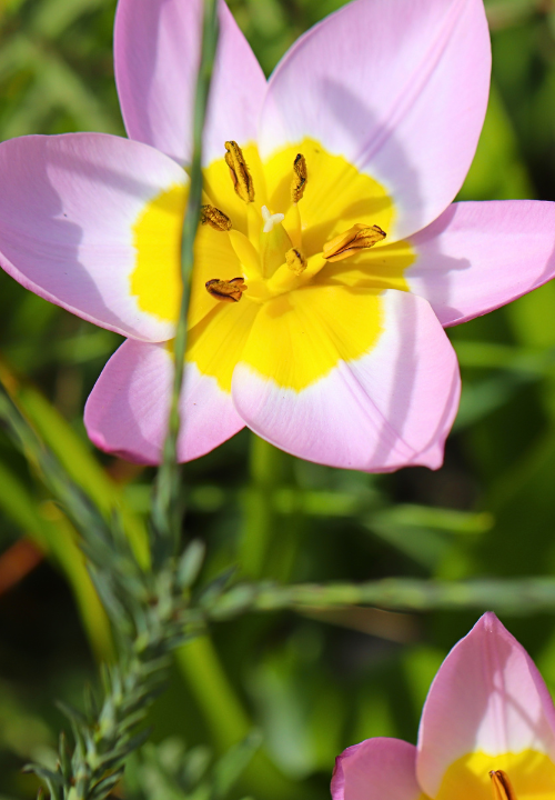 Botanische tulpen online bestellen bij deOosteindeOnline.nl Botanische tulpen online bestellen bij deOosteindeOnline.nl