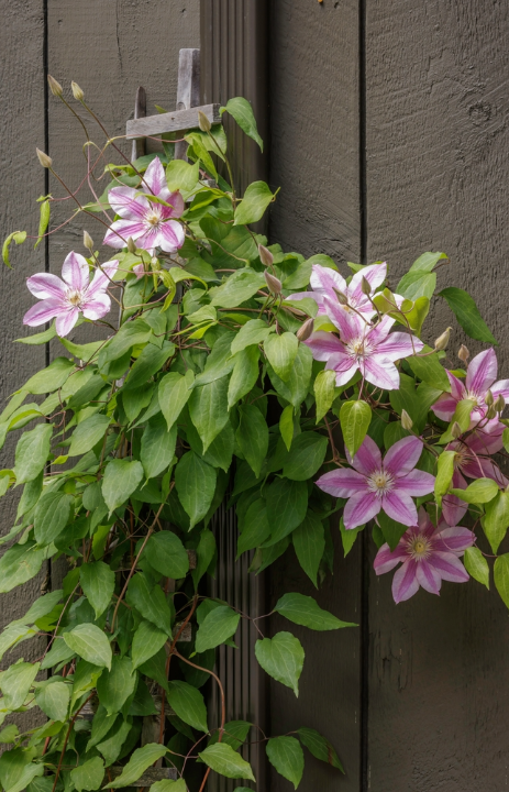 Online Clematis kopen op deOosteindeOnline.nl.