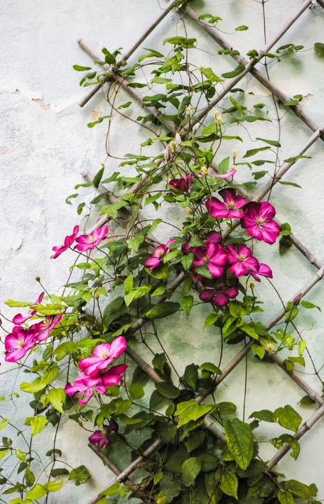 Online een Clematis of andere klimplant kopen? Je doet het bij deOosteindeOnline.nl!