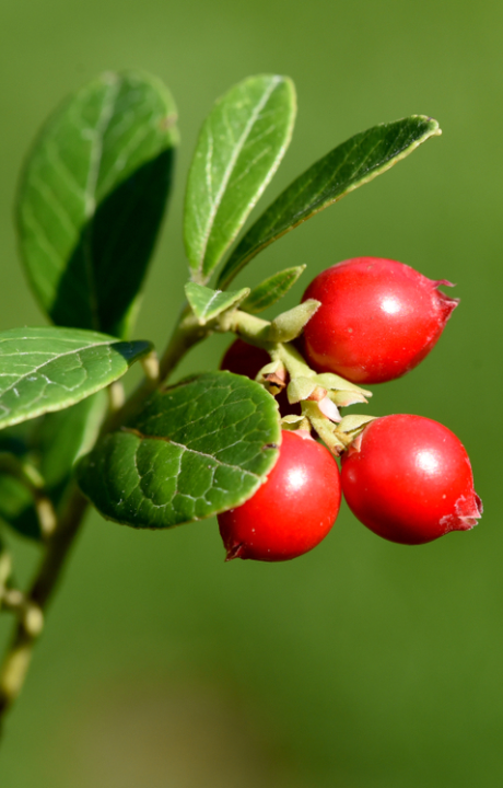 Cranberry kopen doe je op deOosteindeOnline.nl!