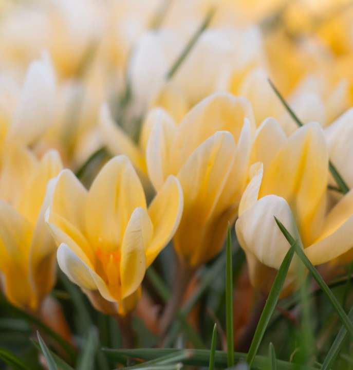 Crocus soorten kopen | deOosteindeOnline.nl