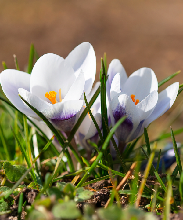 Krokus soorten kopen | deOosteindeOnline.nl
