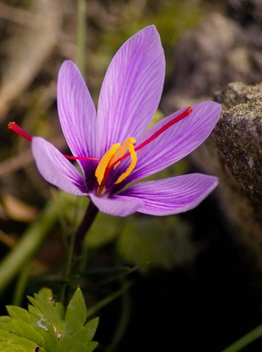 Crocus sativus | deOosteindeOnline.nl