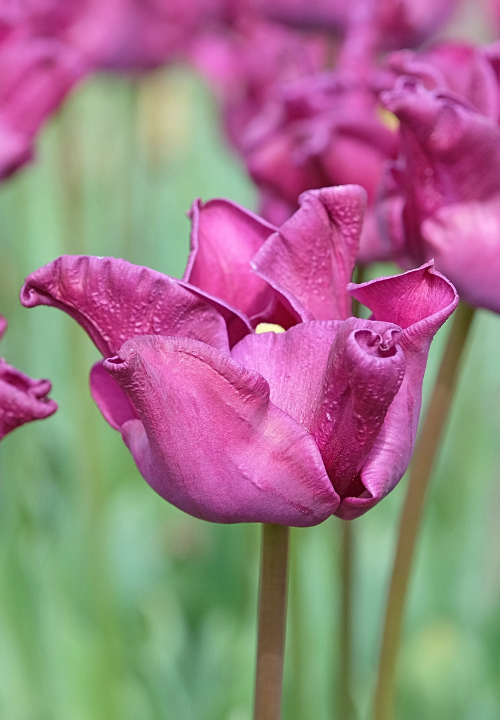 Crown tulpen kopen? deOosteindeOnline.nl heeft ze! Crown tulpen kopen? deOosteindeOnline.nl heeft ze!