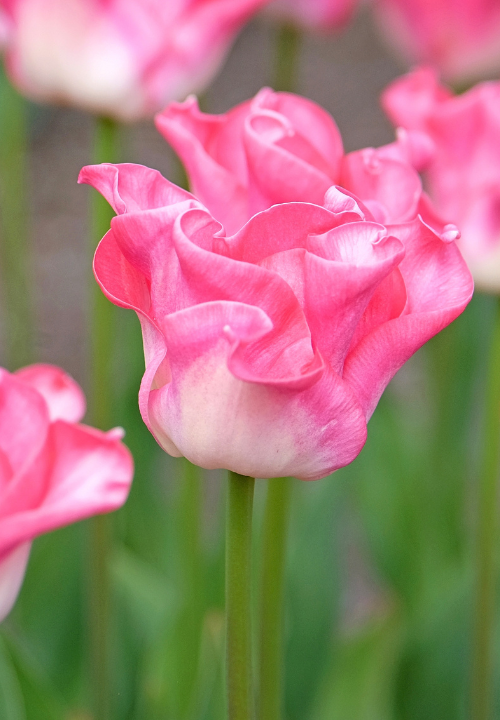 Crown tulpen kopen? deOosteindeOnline.nl heeft ze! Crown tulpen kopen? deOosteindeOnline.nl heeft ze!