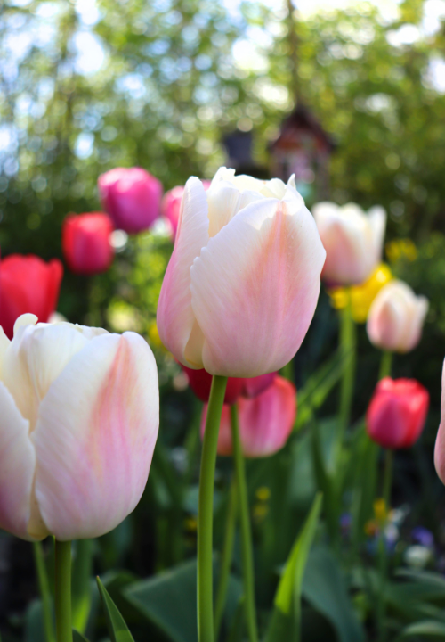 Darwin hybride tulpen online bestellen bij deOosteindeOnline.nl Darwin hybride tulpen online bestellen bij deOosteindeOnline.nl