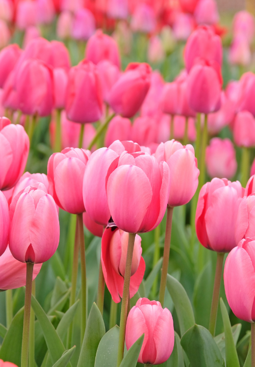 Darwin hybride tulpen online bestellen bij deOosteindeOnline.nl Darwin hybride tulpen online bestellen bij deOosteindeOnline.nl