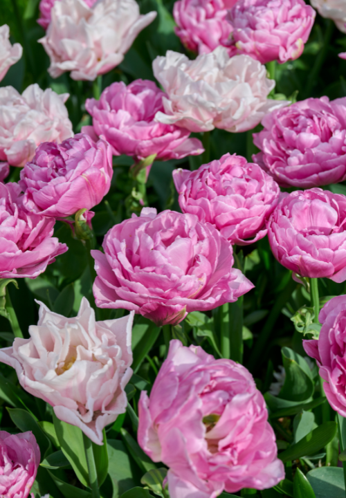 Dubbelbloemige tulpen online bestellen bij deOosteindeOnline.nl