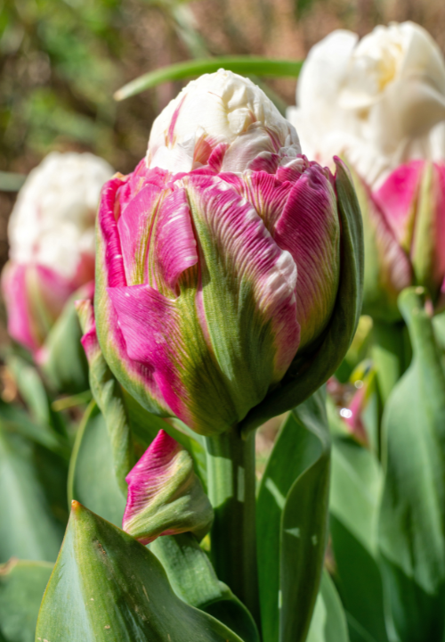 Dubbelbloemige tulpen online bestellen bij deOosteindeOnline.nl
