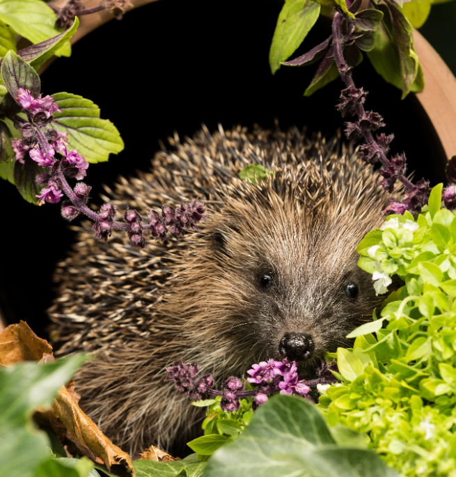 Egels in de tuin | deOosteindeOnline.nl