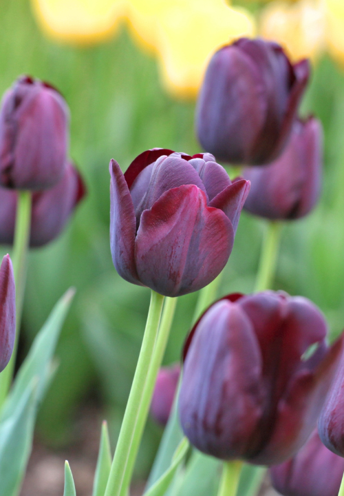 Late tulp online bestellen bij deOosteindeOnline.nl Late tulp online bestellen bij deOosteindeOnline.nl
