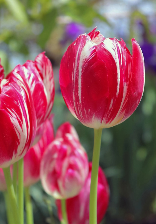 Late tulp online bestellen bij deOosteindeOnline.nl Late tulp online bestellen bij deOosteindeOnline.nl