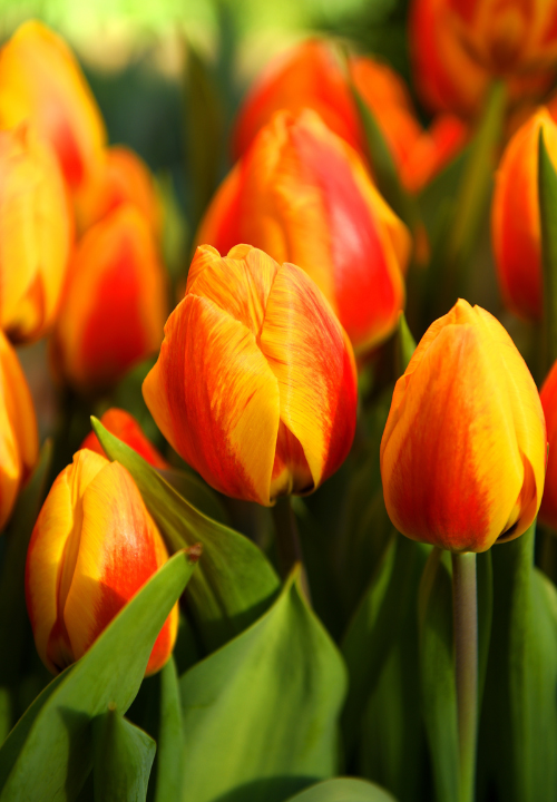 Vroege tulp online bestellen bij deOosteindeOnline.nl Vroege tulp online bestellen bij deOosteindeOnline.nl