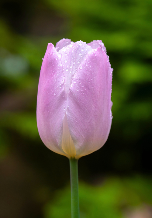 Vroege tulp online bestellen bij deOosteindeOnline.nl Vroege tulp online bestellen bij deOosteindeOnline.nl