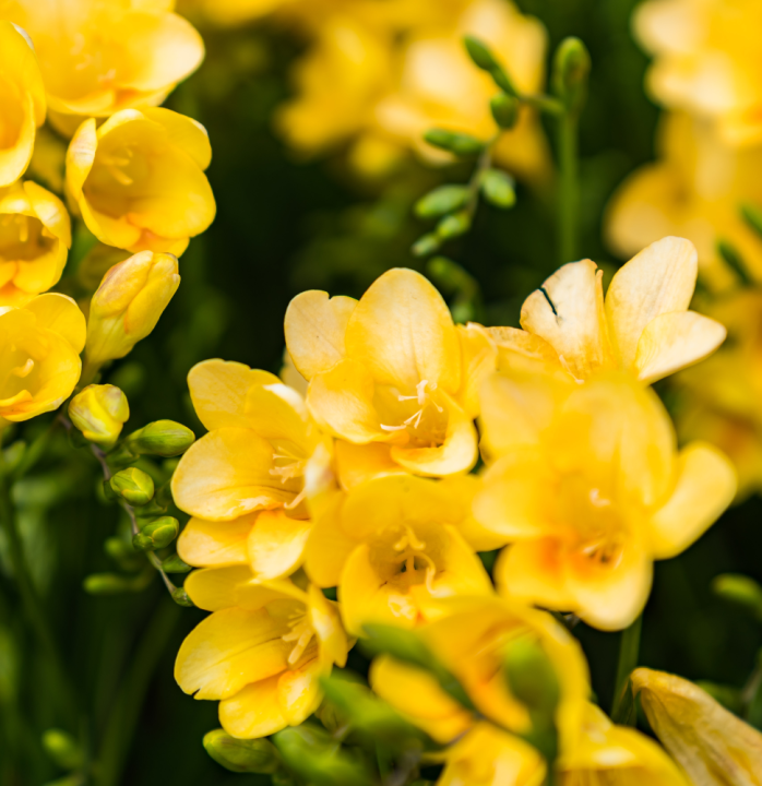 Freesia | deOosteindeOnline.nl