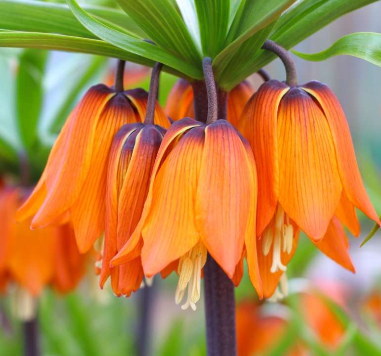 Fritillaria soorten kopen | deOosteindeOnline.nl