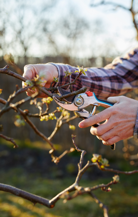 Online buitenplanten met fruit kopen | deOosteindeOnline.nl