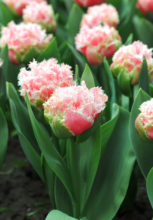 Tulp met franjes online bestellen bij deOosteindeOnline.nl Tulp met franjes online bestellen bij deOosteindeOnline.nl