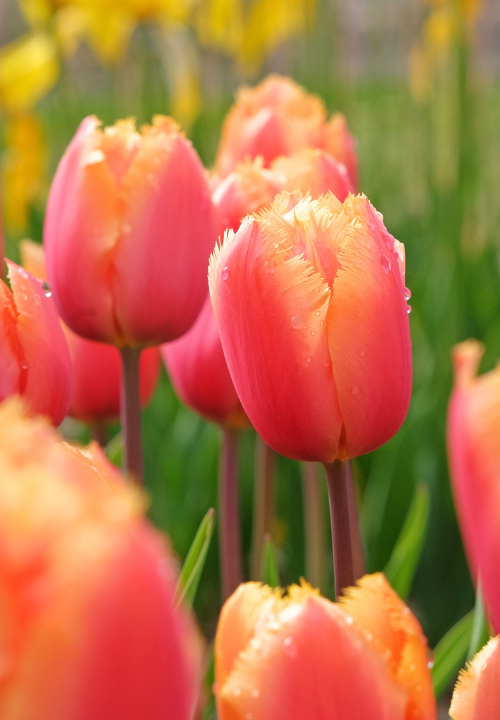 Tulp met franjes online bestellen bij deOosteindeOnline.nl Tulp met franjes online bestellen bij deOosteindeOnline.nl