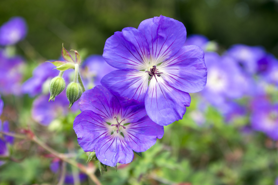 Geranium ‘Rozanne’