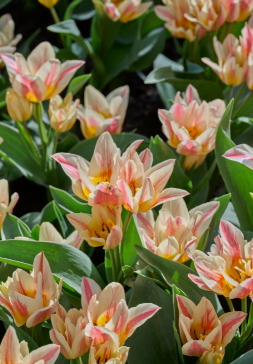 Tulpen Greigii online bestellen bij deOosteindeOnline.nl