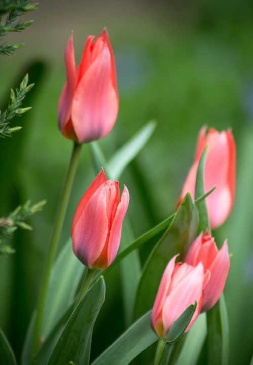 Greigii tulp online bestellen bij deOosteindeOnline.nl