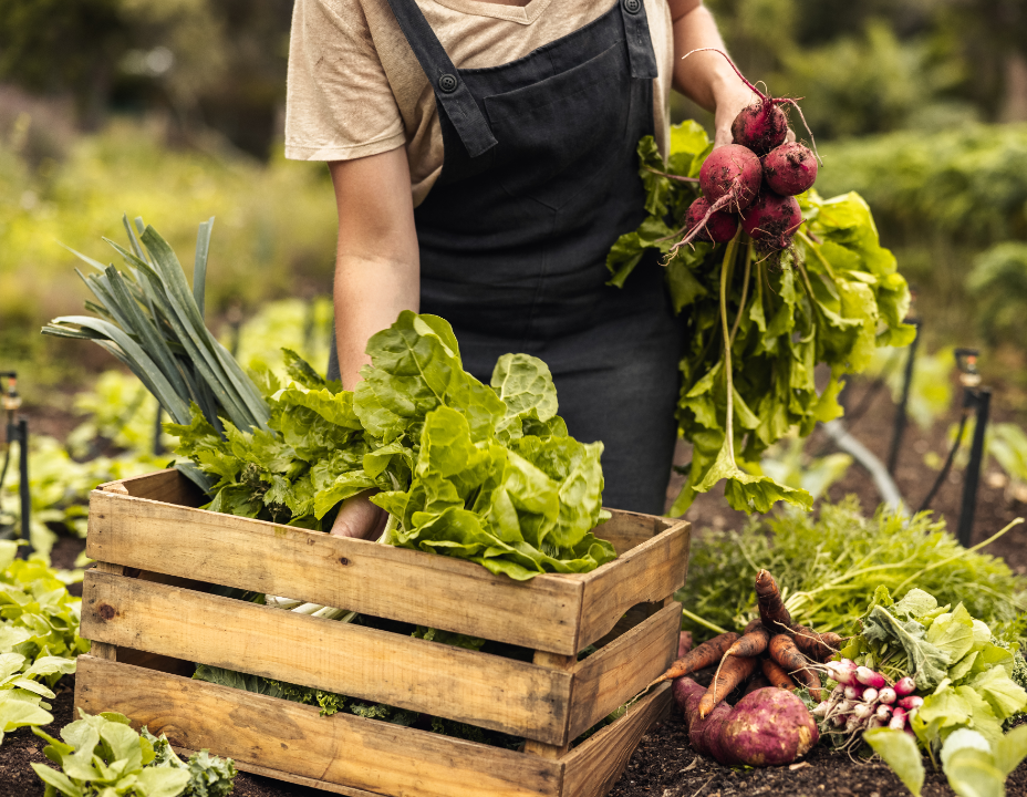 Online groenteplanten kopen | deOosteindeOnline.nl