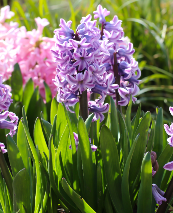 Hyacinthus soorten kopen | deOosteindeOnline.nl