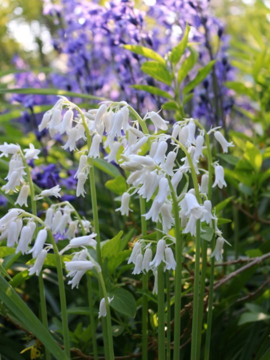 Hyacinthoides hispanica | deOosteindeOnline.nl