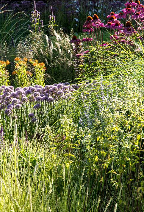 Inheemse planten kopen? deOosteindeOnline.nl heeft ze!