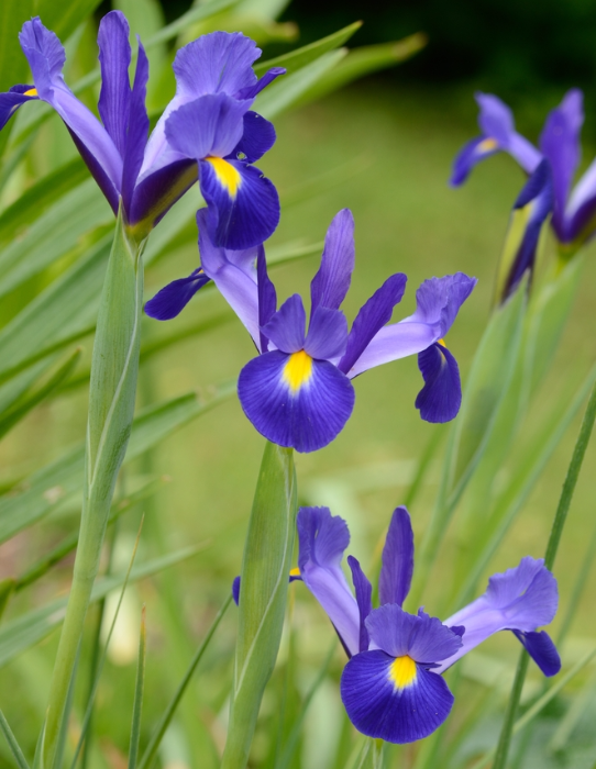 Iris | deOosteindeOnline.nl