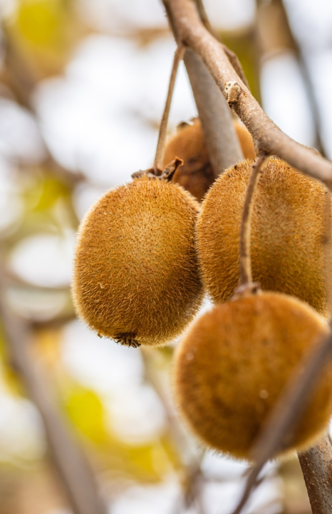 Kiwi plant kopen doe je op deOosteindeOnline.nl!