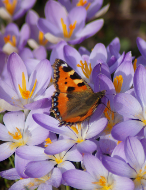 Bio crocus soorten kopen | deOosteindeOnline.nl