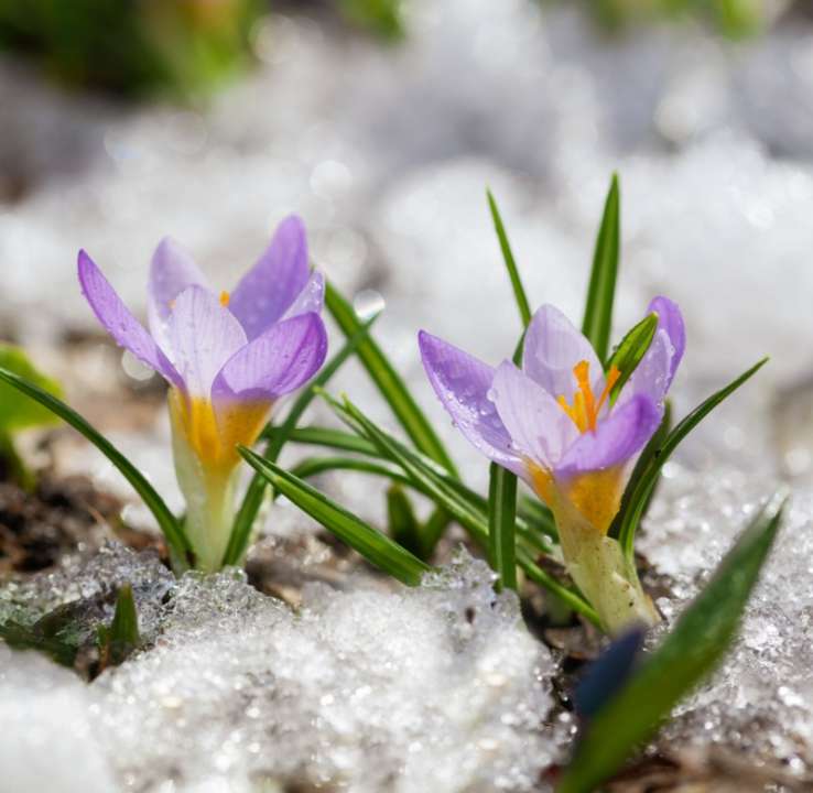 Krokus soorten kopen | deOosteindeOnline.nl