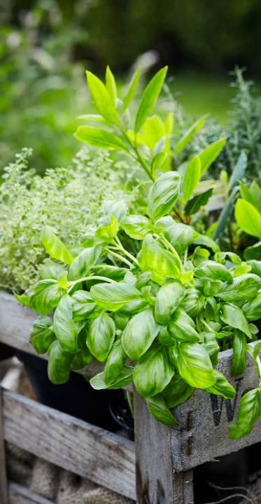 Online kruidenplanten kopen | deOosteindeOnline.nl