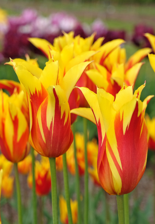 Lelie tulpen online bestellen bij deOosteindeOnline.nl Lelie tulpen online bestellen bij deOosteindeOnline.nl